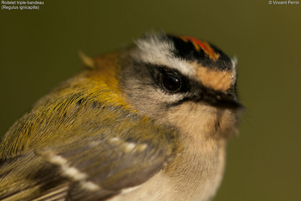 Common Firecrest, close-up portrait