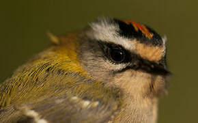 Common Firecrest