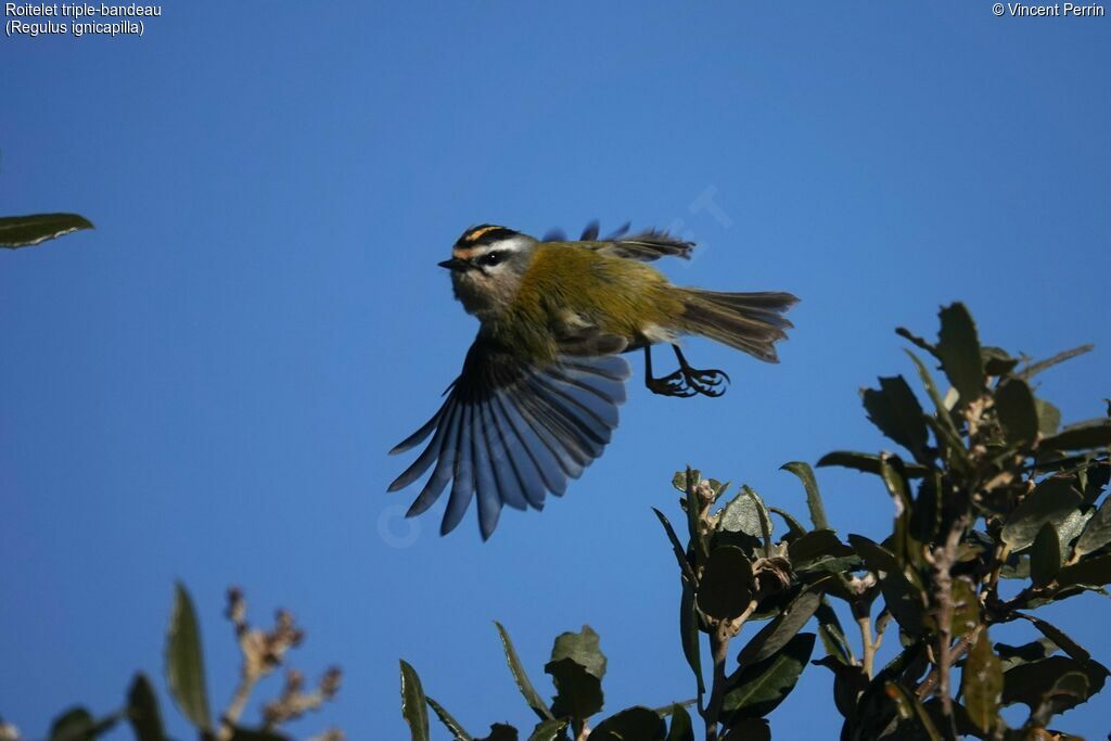 Common Firecrest, Flight