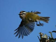 Common Firecrest