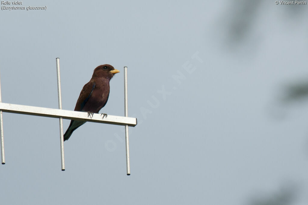 Broad-billed Roller