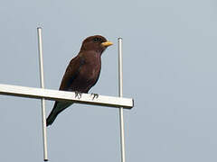 Broad-billed Roller