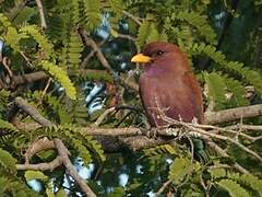 Broad-billed Roller