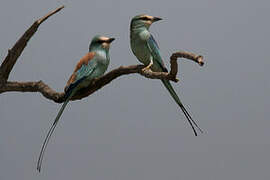 Abyssinian Roller