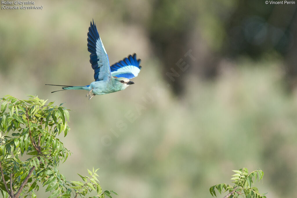 Abyssinian Roller