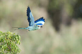 Abyssinian Roller