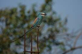 Abyssinian Roller