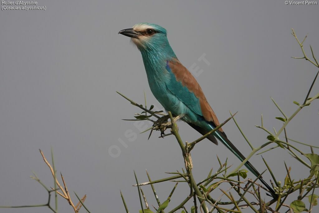 Abyssinian Roller