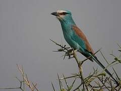 Abyssinian Roller