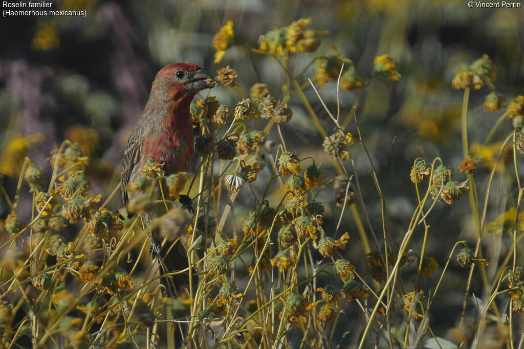 House Finch male adult