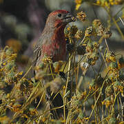 House Finch