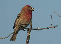 Purple Finch