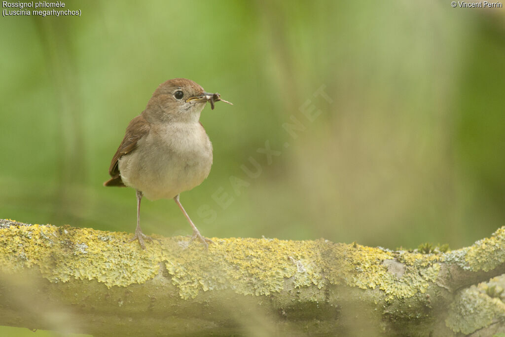 Common Nightingaleadult, Reproduction-nesting