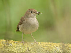 Common Nightingale