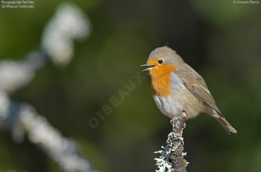 European Robin