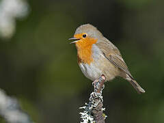 European Robin