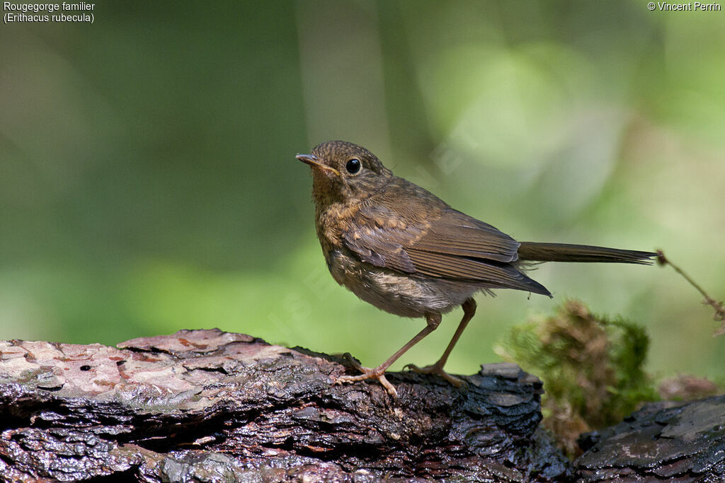 European RobinFirst year