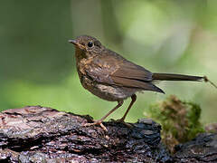 European Robin