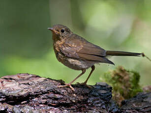 Rougegorge familier