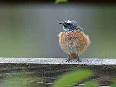 Common Redstart