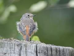 Common Redstart