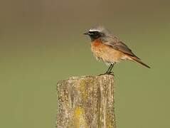 Common Redstart