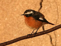 Moussier's Redstart