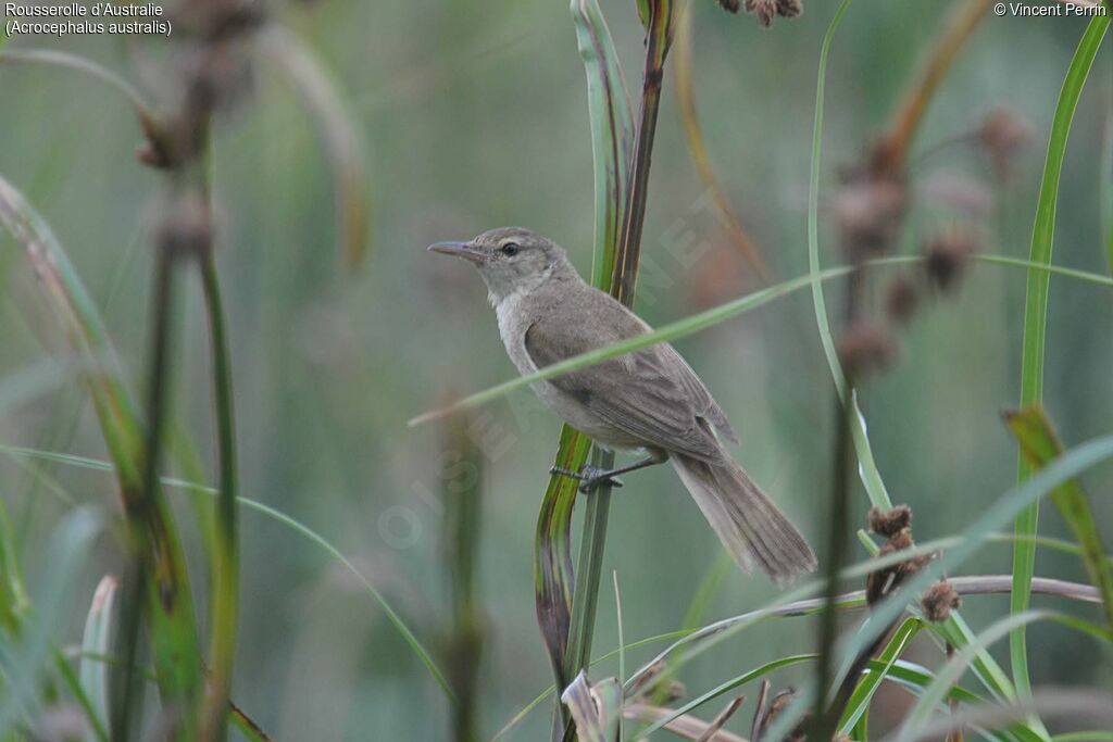 Australian Reed Warbler