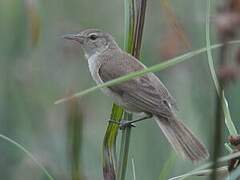 Australian Reed Warbler