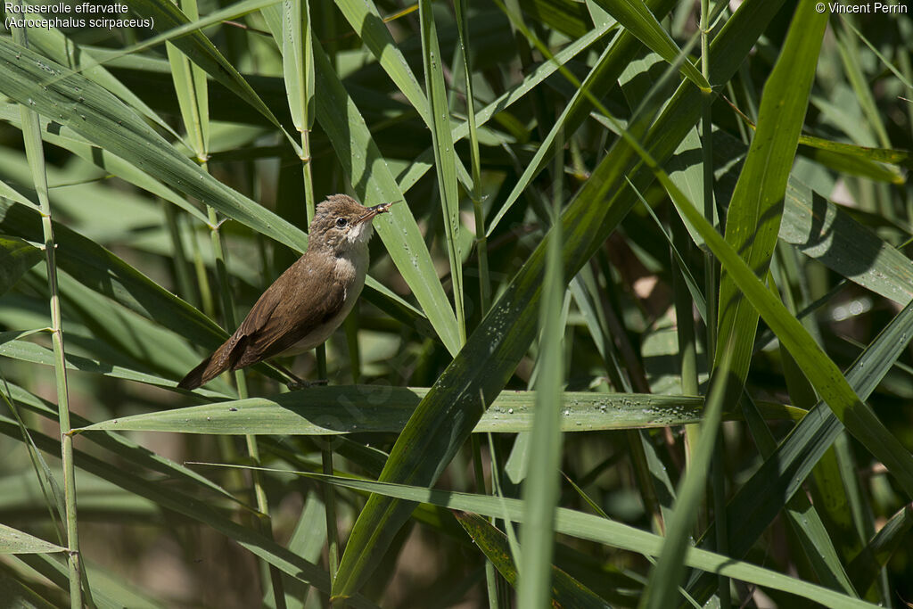 Eurasian Reed Warbleradult, Reproduction-nesting