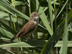 Common Reed Warbler