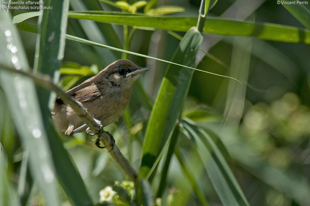 Common Reed WarblerFirst year