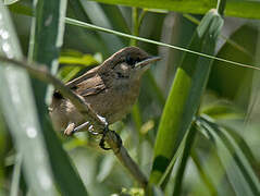 Common Reed Warbler