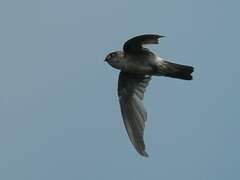 Satin Swiftlet