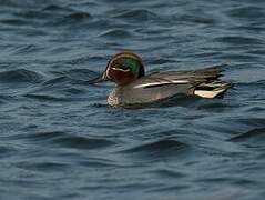 Eurasian Teal