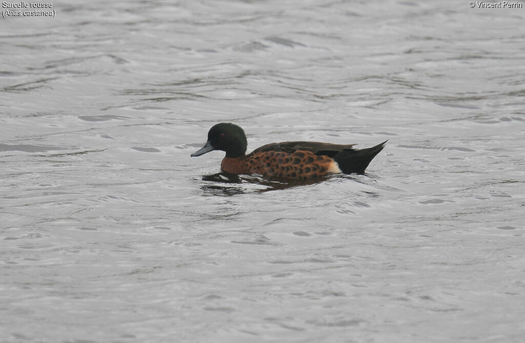 Chestnut Tealadult