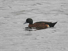 Chestnut Teal