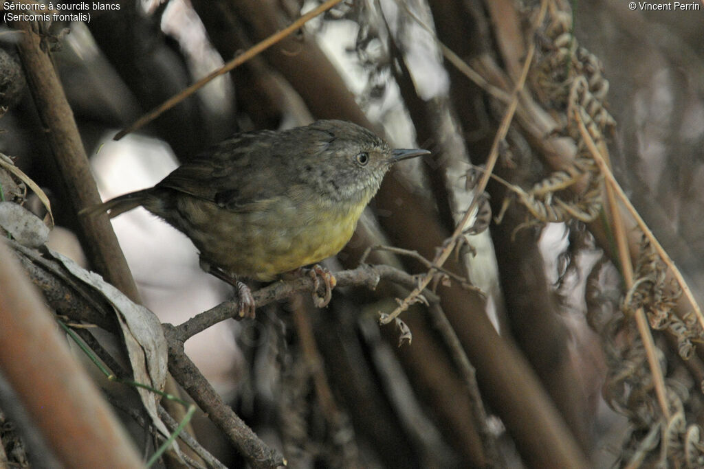 White-browed Scrubwren