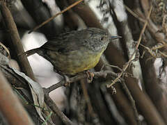 White-browed Scrubwren