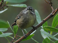 White-browed Scrubwren