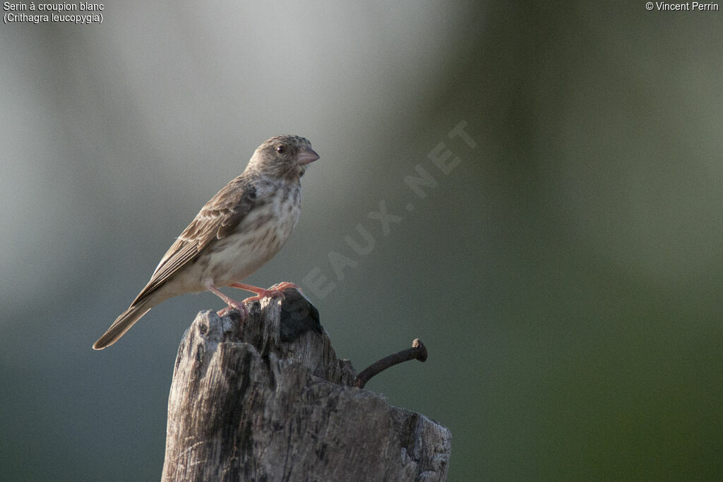 White-rumped Seedeater