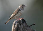 Serin à croupion blanc