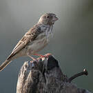 Serin à croupion blanc