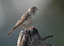 Serin à croupion blanc