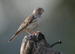 White-rumped Seedeater