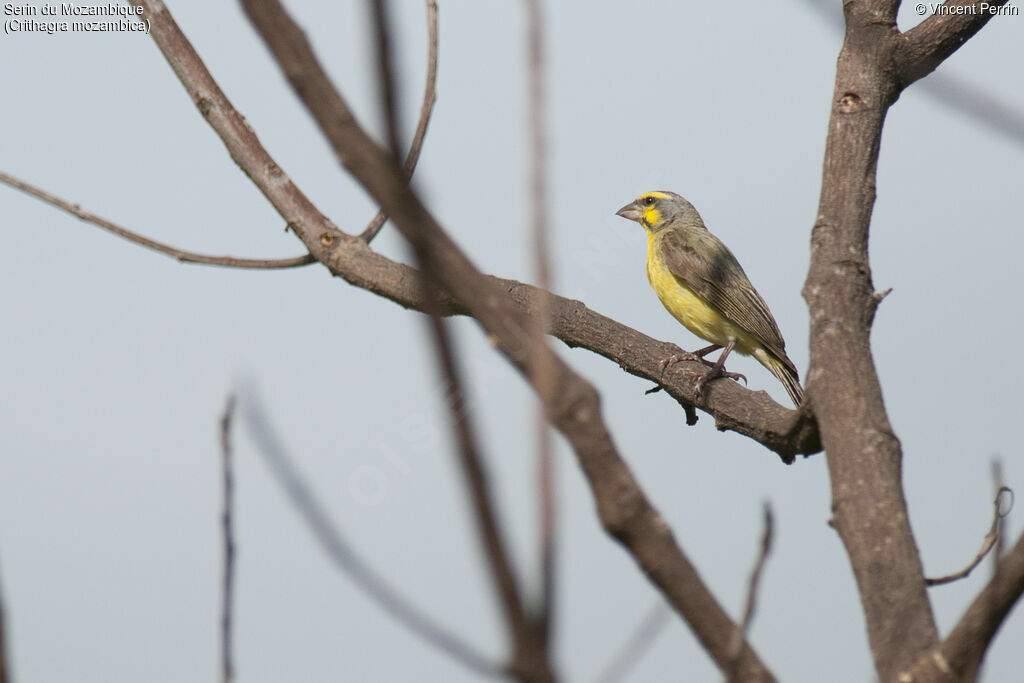 Yellow-fronted Canary