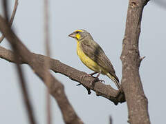 Serin du Mozambique