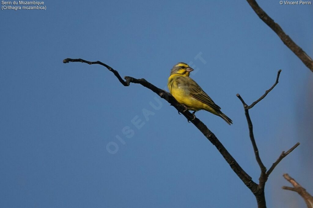 Serin du Mozambique