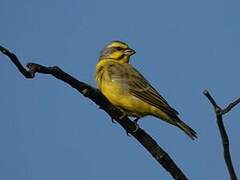 Yellow-fronted Canary