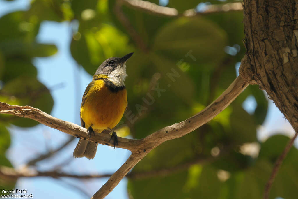 New Caledonian Whistler male adult